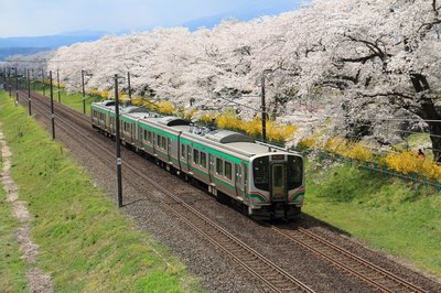 🌉 시바타 센오쿄 (일목천본벚꽃) 이미지 2